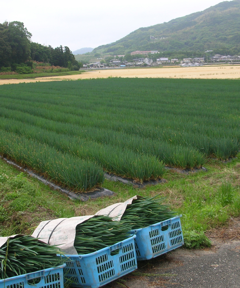 雷山の麓に広がる弥冨農園のねぎ畑