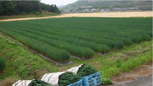 糸島葉ねぎねぎはたけ